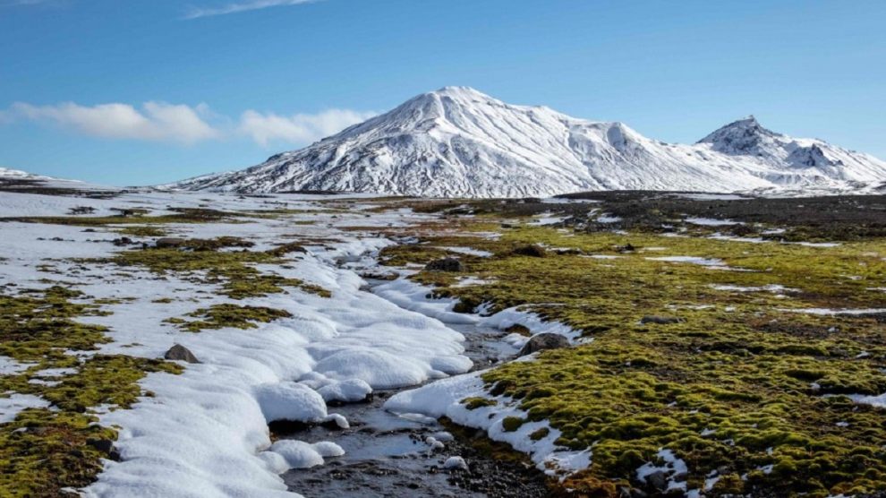 El Ártico podría volverse verde por el calentamiento global