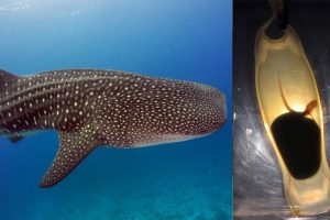 Los tiburones gato podrían desaparecer por el cambio climático