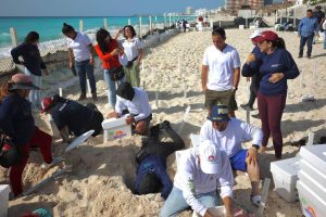 Huracán Beryl: evacuan más de 10,000 huevos de tortuga en Cancún