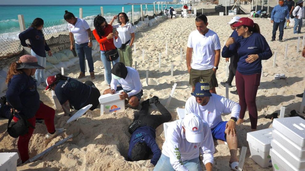 Huracán Beryl: evacuan más de 10,000 huevos de tortuga en Cancún