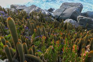 Extinción de cactus en EE.UU.: por causas del cambio climático