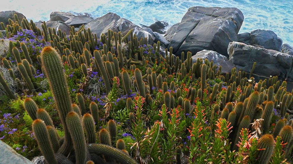 Extinción de cactus en EE.UU.: por causas del cambio climático