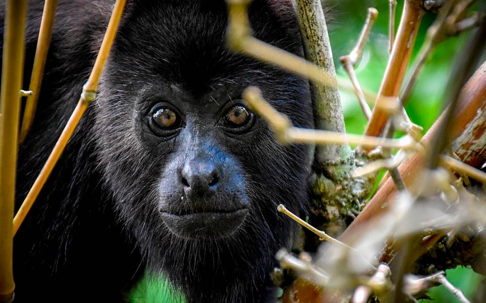 Monos aulladores en crisis: las olas de calor extremo amenazan su supervivencia en Tabasco