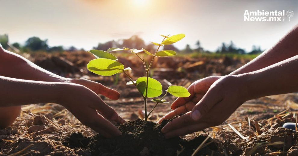 ¿Sabías que plantar árboles no es suficiente Estas son las soluciones integrales para la restauración ecológica