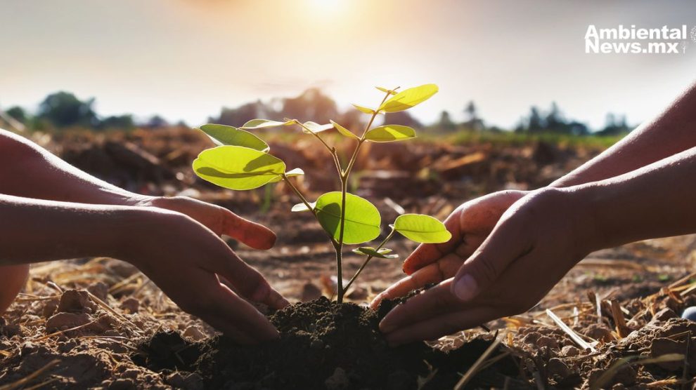 ¿Sabías que plantar árboles no es suficiente Estas son las soluciones integrales para la restauración ecológica