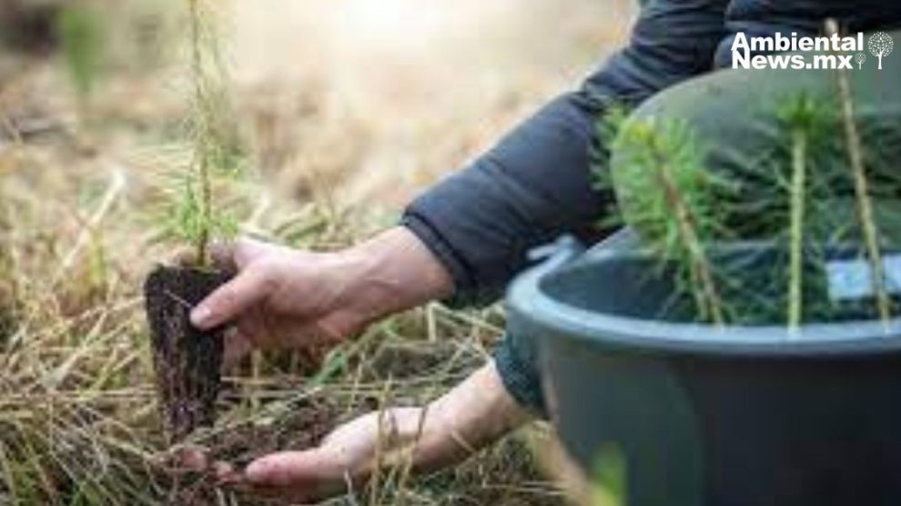 Gobiernos estatales y municipales deben fortalecer mecanismos de protección a la naturaleza, aprueban en Comisión