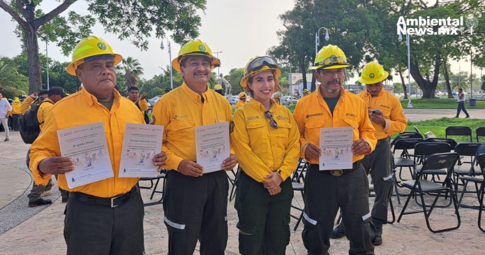 La batalla silenciosa por el bosque de guardias forestales reconocidos en Quintana Roo