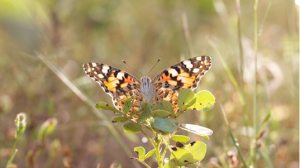 El misterio de las mariposas que aparecieron al otro lado del Atlántico