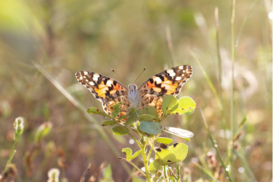 El misterio de las mariposas que aparecieron al otro lado del Atlántico