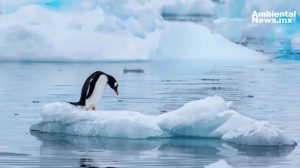 ¿Ha llegado la Antártida al límite Un ecosistema crucial enfrenta una crisis sin precedentes