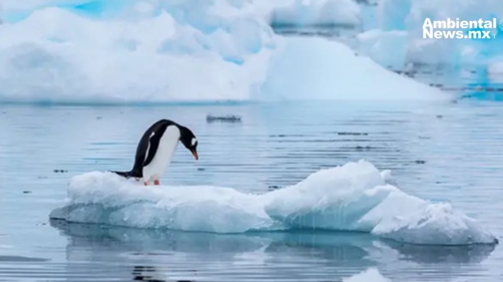 ¿Ha llegado la Antártida al límite Un ecosistema crucial enfrenta una crisis sin precedentes