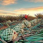 Cuidar la tierra, proteger el mezcal: la transformación sustentable de las comunidades mezcaleras