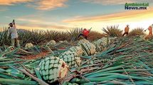 Cuidar la tierra, proteger el mezcal: la transformación sustentable de las comunidades mezcaleras