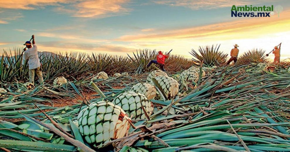 Cuidar la tierra, proteger el mezcal: la transformación sustentable de las comunidades mezcaleras