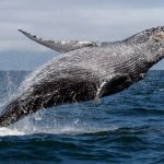 El cambio climático pone en riesgo a las ballenas jorobadas