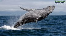 El cambio climático pone en riesgo a las ballenas jorobadas