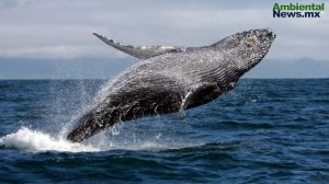 El cambio climático pone en riesgo a las ballenas jorobadas