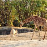 La importancia de los zoológicos y su papel en la conservación de especies