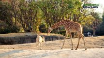 La importancia de los zoológicos y su papel en la conservación de especies