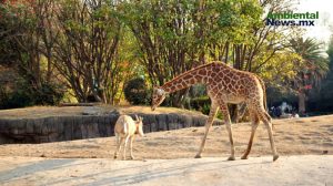 La importancia de los zoológicos y su papel en la conservación de especies