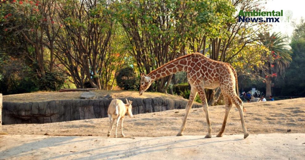 La importancia de los zoológicos y su papel en la conservación de especies