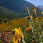 La llegada de la primavera: 5 señales de la naturaleza que indican el comienzo de la estación