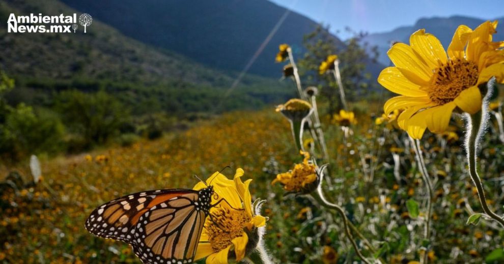 La llegada de la primavera: 5 señales de la naturaleza que indican el comienzo de la estación