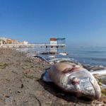 El cambio climático podría hacer que especies de peces desaparezcan más rápido de lo que se cree