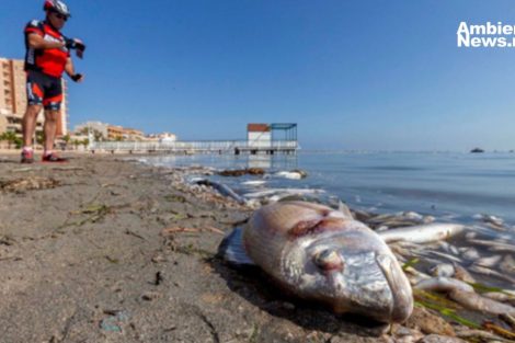 El cambio climático podría hacer que especies de peces desaparezcan más rápido de lo que se cree