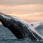 Ballenas o gas el megaproyecto que amenaza a la biodiversidad del Golfo de California