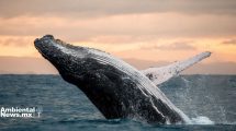 Ballenas o gas el megaproyecto que amenaza a la biodiversidad del Golfo de California