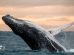 Ballenas o gas el megaproyecto que amenaza a la biodiversidad del Golfo de California