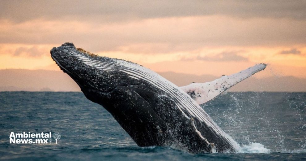 Ballenas o gas el megaproyecto que amenaza a la biodiversidad del Golfo de California