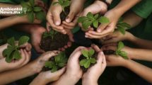 Cuando la comunidad se une, el medio ambiente gana así fue la jornada de arborización en el Club Muralla