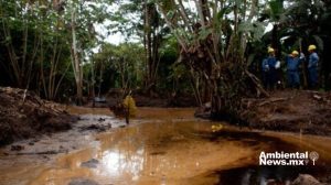 Derrames de petróleo en Ecuador, grave impacto de palma aceitera en derechos humanos, conservación de arrecifes de coral en México y más