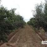 Innovación Agropecuaria en Jerez Buscan nuevas variedades de frutales para combatir el cambio climático