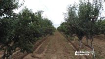 Innovación Agropecuaria en Jerez Buscan nuevas variedades de frutales para combatir el cambio climático