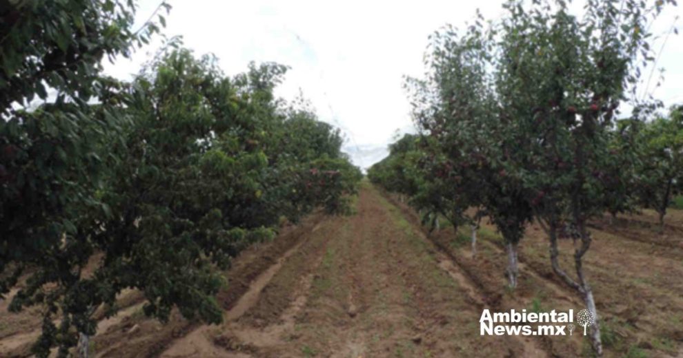 Innovación Agropecuaria en Jerez Buscan nuevas variedades de frutales para combatir el cambio climático