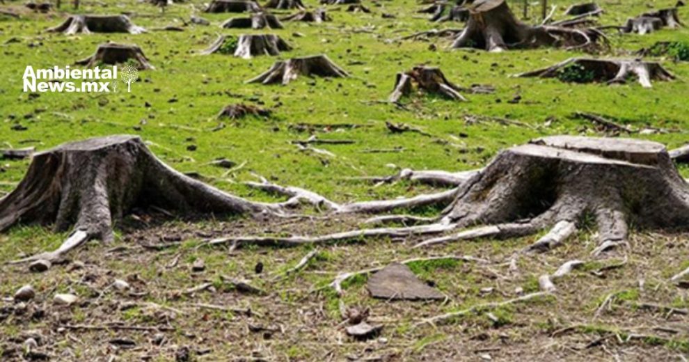 La certificación ambiental en Michoacán ¿Una solución real o una amnistía encubierta 