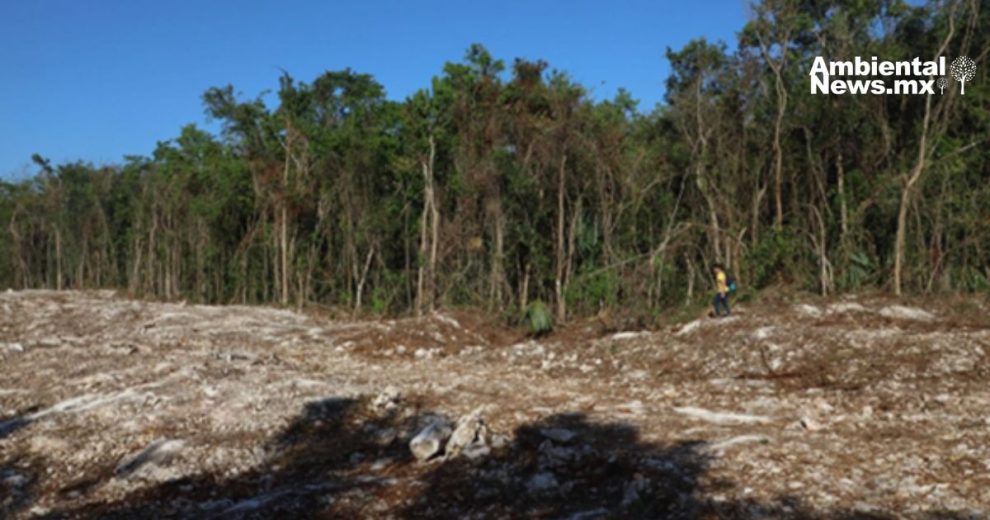 Selva en riesgo denuncian daños ecológicos por el uso de dinamita en el Tren Maya