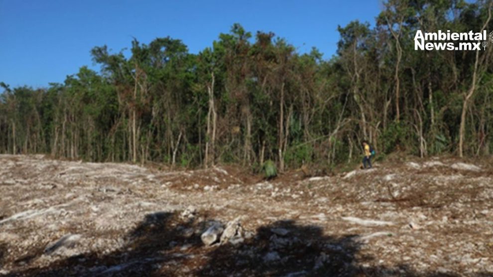 Selva en riesgo denuncian daños ecológicos por el uso de dinamita en el Tren Maya