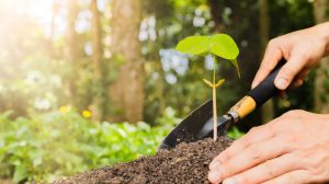 DGMA impulsa la reforestación en torreón y tiene como meta 3,000 arboles 