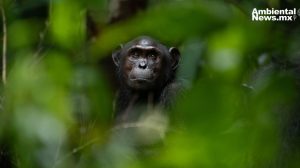 Gorilas: farmacéuticos de la selva