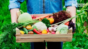 La milpa: el agroecosistema que podría salvar al planeta frente a la comida industrializada