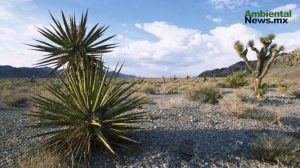 México enfrenta una alarmante pérdida de ecosistemas: 4.9 millones de hectáreas en 22 años