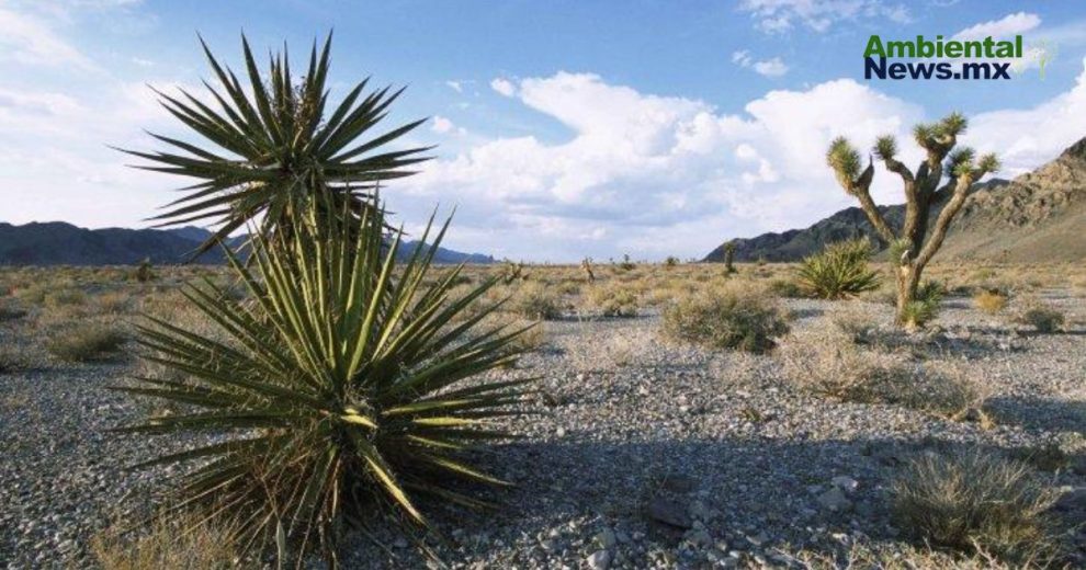 México enfrenta una alarmante pérdida de ecosistemas: 4.9 millones de hectáreas en 22 años