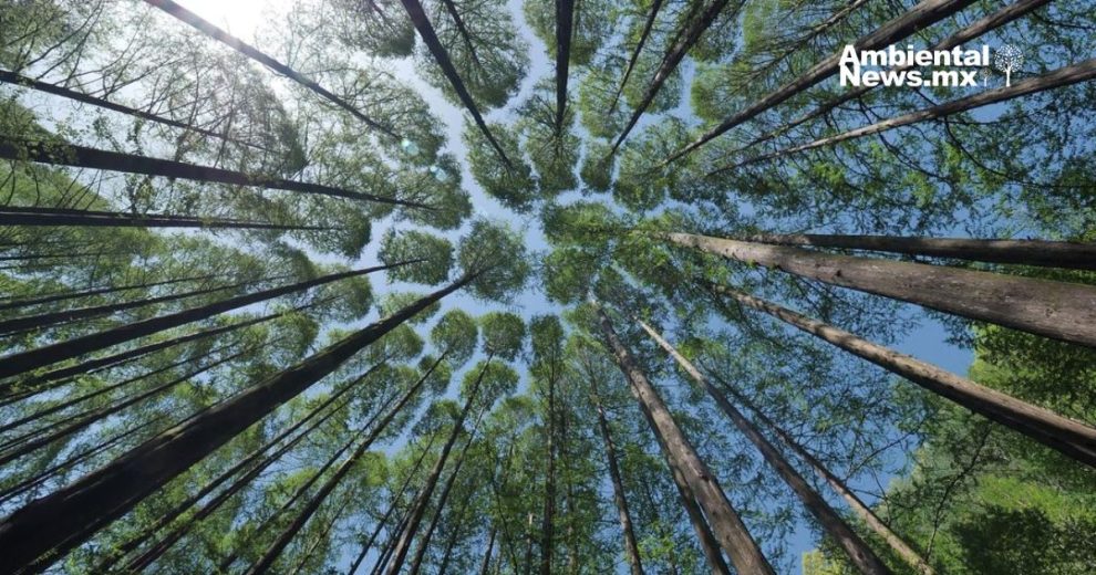 Salvar los árboles de León: cómo el control del muérdago protege el bosque urbano