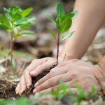 WWF reconoce avances y desafíos ambientales del gobierno de Sheinbaum