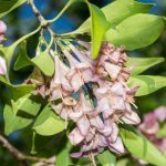 Nueva especie de árbol mexicano: Coutaportla lorenceana. (Foto: cortesía Heriberto Ávila-González)