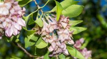 Nueva especie de árbol mexicano: Coutaportla lorenceana. (Foto: cortesía Heriberto Ávila-González)